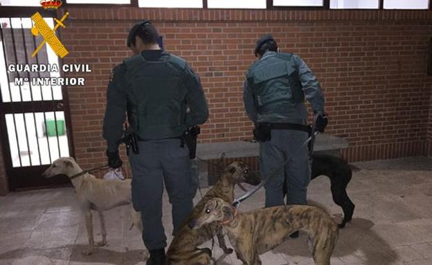 Nuevo golpe al furtivismo en el norte de Ávila con otros siete detenidos